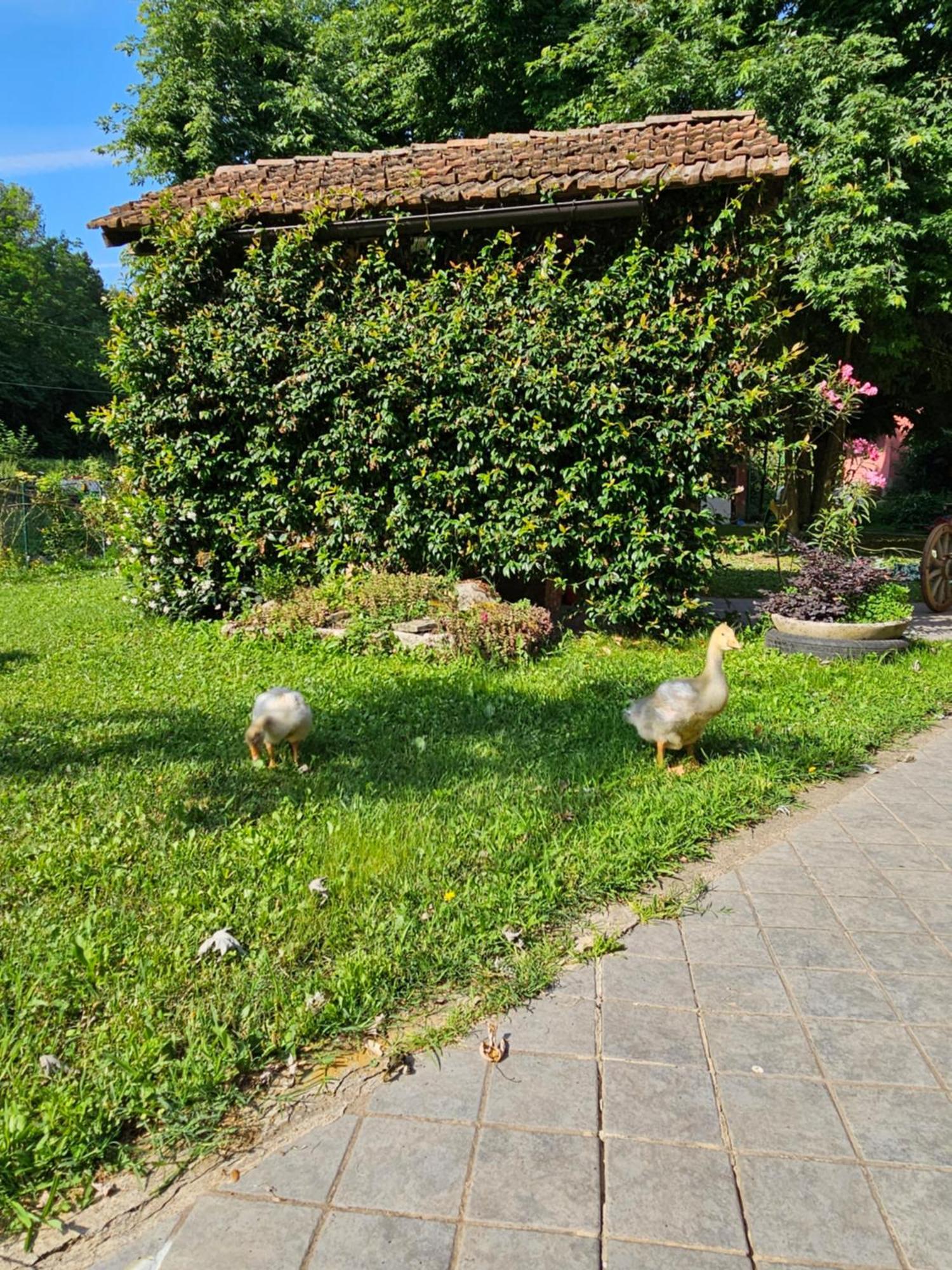 Agriturismo La.Ti.Mi.Da. Cassine Exterior foto